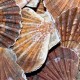 Coughing Scallops Key to Water Quality