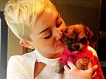 Penny Lane is in her heart! Miley Cyrus shared pictures of her newly-adopted puppy on her Twitter page