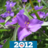 Spiderwort52