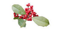 American Holly