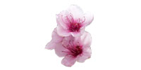 Peach Blossom