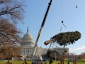 2012 Capitol Christmas Tree arrives at U.S. Capitol