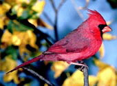 Cardinal