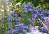 The aromatic aster (Symphyotrichum oblongifolium)