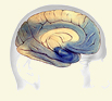 Brain, Alzheimer’s, dementia and neuroscience research.