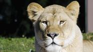 Maryland Zoo welcomes new lioness, giraffe