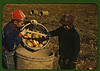 Children gathering potatoes on a large farm, vicinity of Caribou, Aroostook County, Me. Schools do not open until the potatoes are harvested (LOC) by The Library of Congress