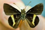 ‘Unique’ butterfly species found in Jamaica