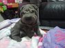 Shar-Pei Mini Blue Male