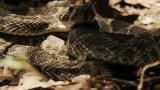 Rattlesnake Republic: New Season Nov. 18!