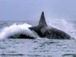 Killer whale greets Southern California boaters with a belly-bump