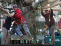 10-Ton Norway Spruce Becomes Rockefeller Center's Christmas Tree