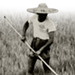 A rice field in what is now Guangdong Province, 1958.