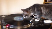 Vinyl Cat