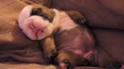 English Bulldog Puppy Dreaming