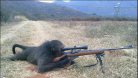 Baboon with a Gun