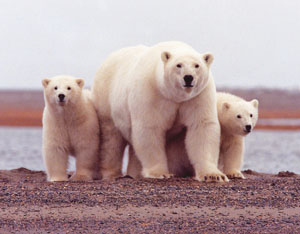 Polar bears (Photo by Susanne Miller, U.S. Fish and Wildlife Service)