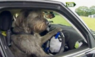 Driving dog