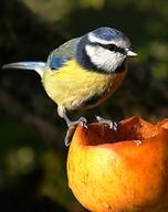 Garden birds