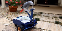 Noisy Parrot Inspires Beak-Driven ‘Bird Buggy’