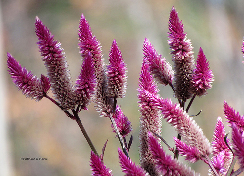 tassle flowers.  Photo © Flickr user: patricia pierce.