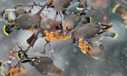 Bohemian Waxwing flock, feeding on rowan berries in snowfall