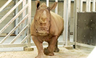 A white rhinos at Chessington zoo