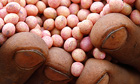 A farmer holds soybean seeds ready to be planted