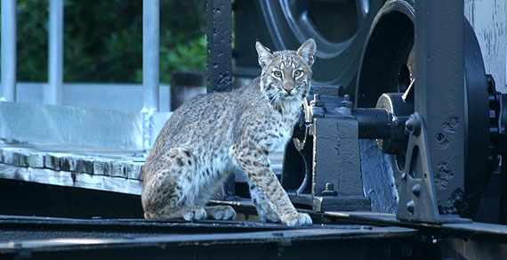 Bobcat on historic dredge, Collier-Seminole State Park