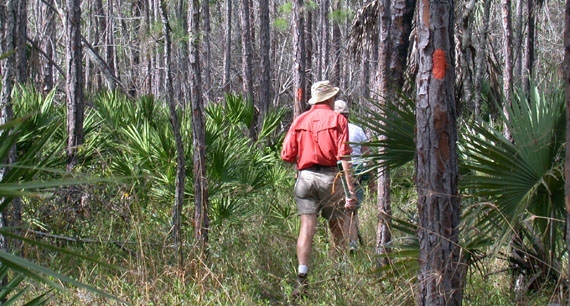 Hiking through Collier-Seminole State Park