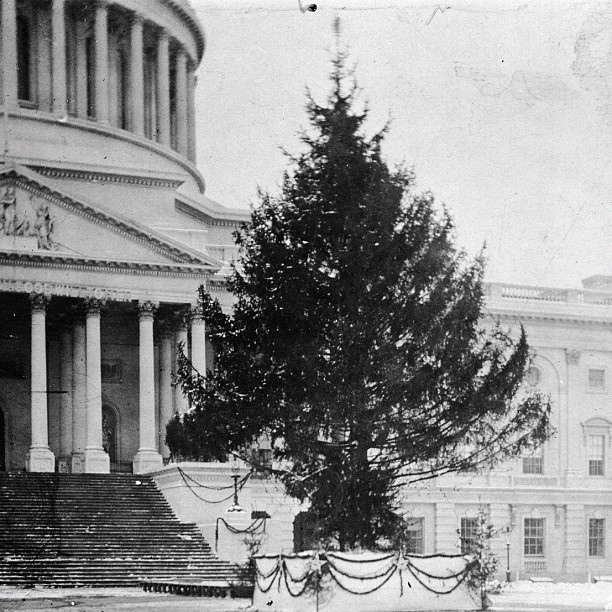 @capitoltree2012 arrives Capitol West Front Nov 26 10am (Pic: 1914 Tree on East Front).