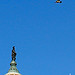 Red-tailed Hawk Flies above Statue of Freedom