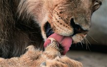 A lion licks its paw in Kgalagadi Transfrontier Park in South Africa