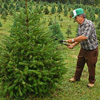 Cut your own Christmas Tree