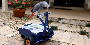 Pepper the parrot, drive the Bird Buggy with his beak. The cart is the invention of Florida engineer Andrew Gray to get his pet bird to shut up. Image: Courtesy of Andrew Gray via YouTube