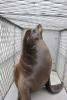 Sea lion release