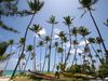 Photo: Tall palm trees on the beach at Punta Cana in the Dominican Republic