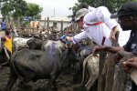 American, Ghanaian veterinarians support livestock herders