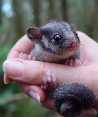 leadbeater's possum