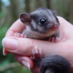 leadbeater's possum