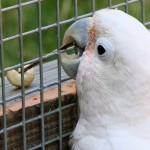 Cockatoo_tools_4_AUERSPERG