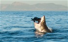 A Great White Shark hunts a   seal in False Bay, off the coast of Cape Town, South Africa