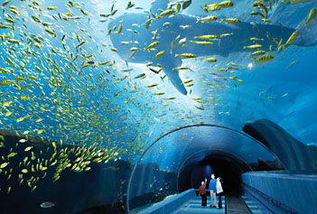 애틀랜타의 조지아 아쿠아리움(Georgia Aquarium)