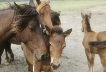 메릴랜드의 애서티그(Assateague) 섬