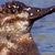 Ruddy Duck