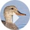 Ducks Unlimited Videos