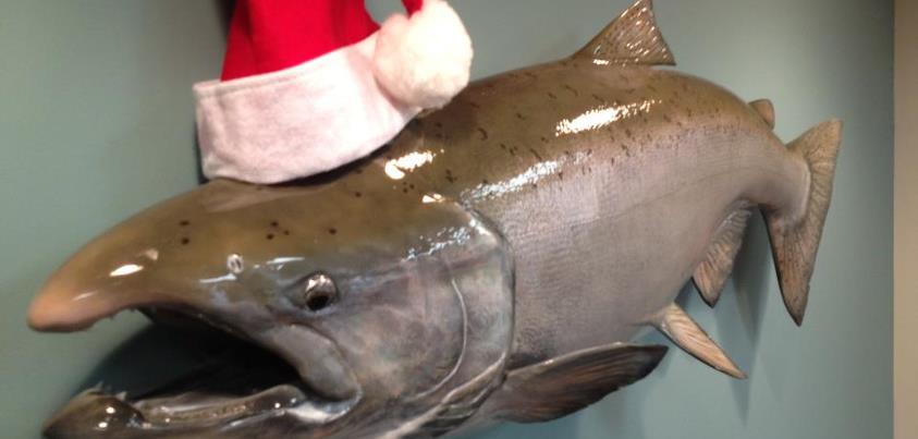 Photo: The King salmon in my Anchorage office is ready for Christmas!  Are you?