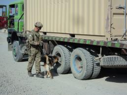 'Man’s best friend' and the fight against IEDs