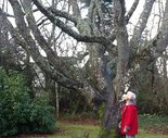 Yellowwood tree, significant tree in Gresham