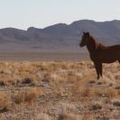 Photo: In response to our investigation, the Secretary of Interior says he will tighten regulations of the federal government's wild horse program, restricting the number of horses people can buy and making it easier for the government to prosecute buyers who sell mustangs to slaughter. http://propub.ca/SHOup2